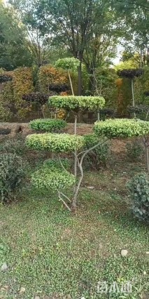 4公分造型金叶榆