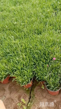 高度10厘米欧石竹