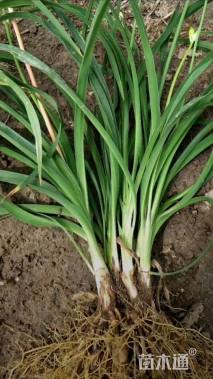 高度15厘米金娃娃萱草