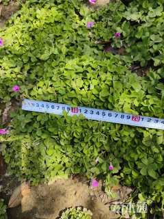 高度15厘米红花酢浆草