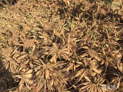 高度32厘米大丽花