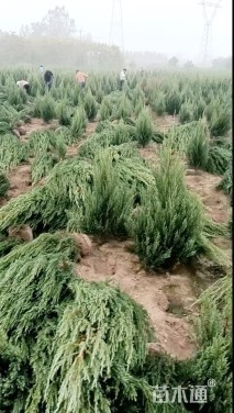 高度120厘米刺柏