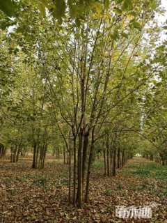 高度600厘米丛生白蜡