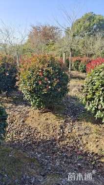 冠幅120厘米红叶石楠球