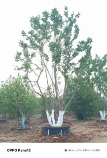 50公分(5杆)丛生乌桕