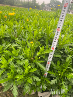 高度15厘米木春菊