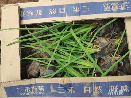 高度15厘米火炬花