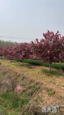 高度400厘米印第安魔力海棠