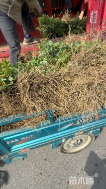 高度50厘米金丝桃