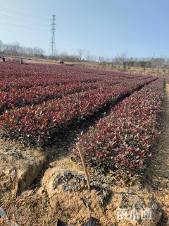 0.1公分红叶石楠