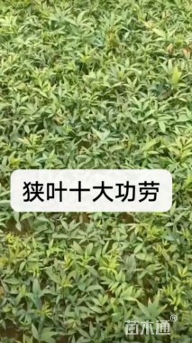 高度40厘米狭叶十大功劳