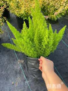 高度35厘米狐尾天门冬