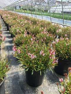 高度20厘米千鸟花