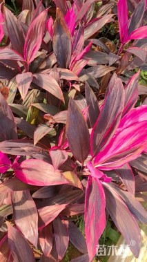 高度30厘米红叶朱蕉