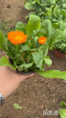 高度15厘米金盏菊