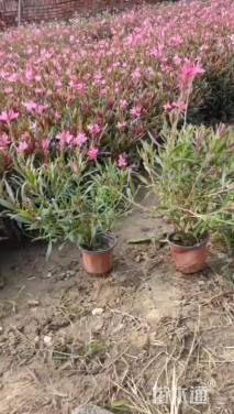 高度20厘米山桃草