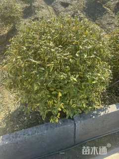 冠幅120厘米胡颓子球