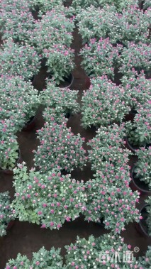 高度25厘米国庆菊