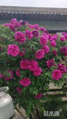 高度100厘米牡丹