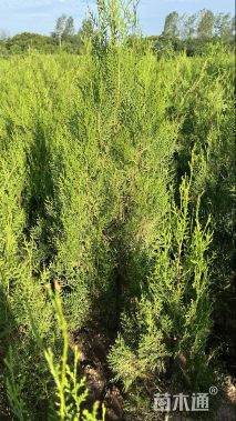 高度140厘米侧柏