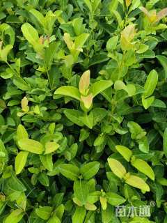 高度20厘米欧洲荚蒾