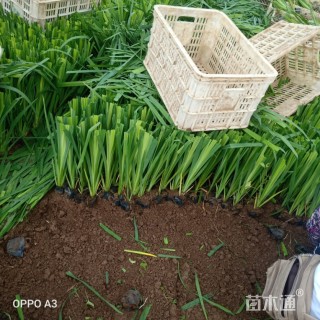 高度40厘米水生鸢尾