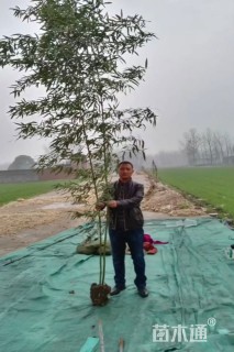 地栽苗早园竹