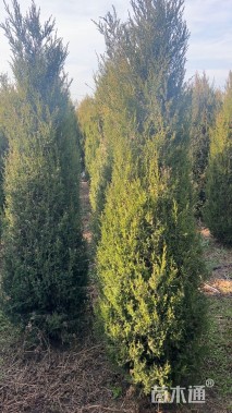 高度180厘米蜀桧