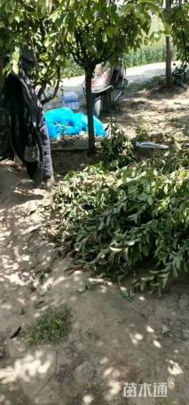 绚丽海棠