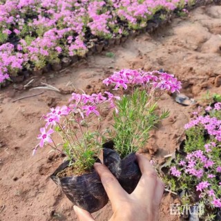 高度22厘米丛生福禄考