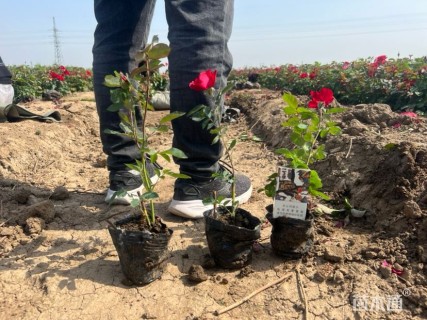 高度40厘米月季