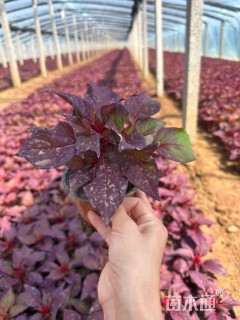 高度15厘米鸡冠花