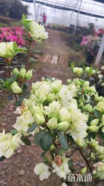 高度60厘米杜鹃