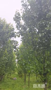 8公分彩叶豆梨-秋火焰