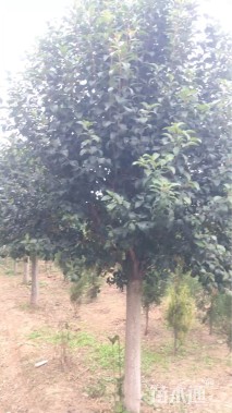 12公分大叶女贞