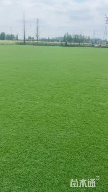 草卷状百慕大草