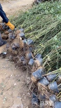 高度100厘米蔷薇