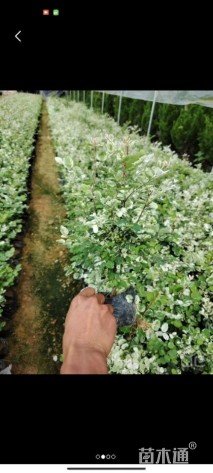 高度20厘米雪花木