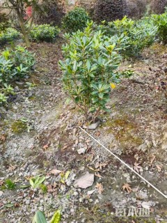 高度50厘米海桐