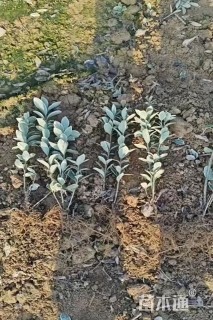 高度30厘米金边黄杨