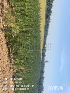 高度100厘米黑松