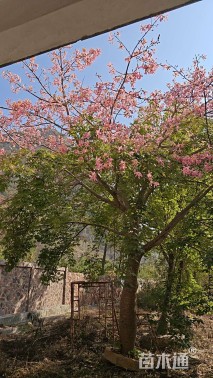 30公分美丽异木棉