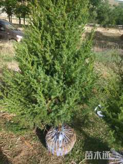 高度250厘米侧柏