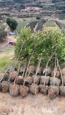 高度150厘米茶梅