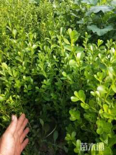 高度30厘米瓜子黄杨