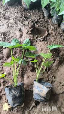 高度15厘米八角金盘