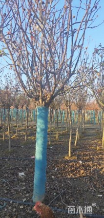 10公分树状月季