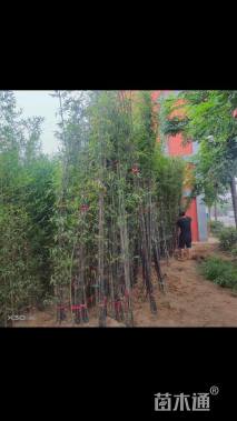地栽苗毛竹