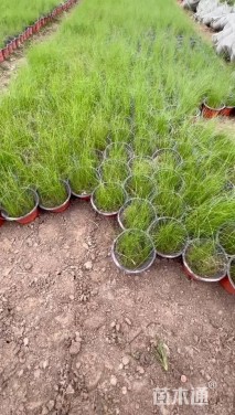 高度10厘米细茎针茅