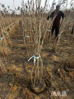 高度180厘米华北珍珠梅